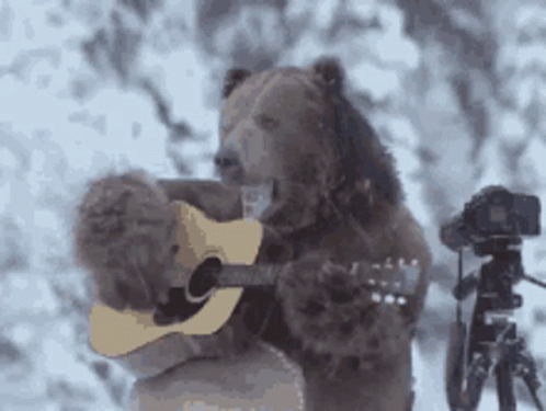 Gif de um urso tocando violão